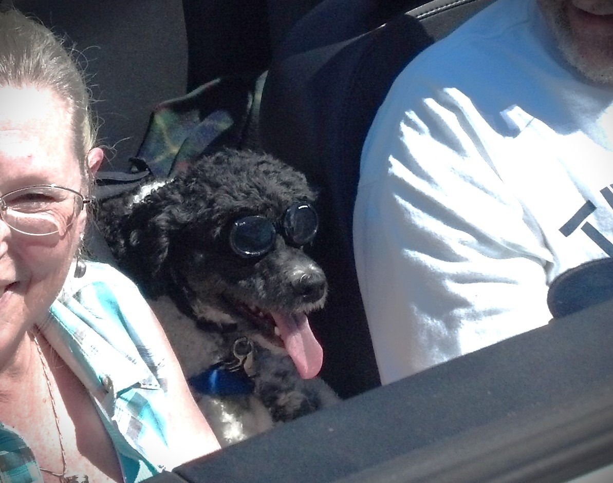 A smiling woman and a man sit in a car with a dog wearing sunglasses between them. The image captures a joyful moment during a sunny outing.
