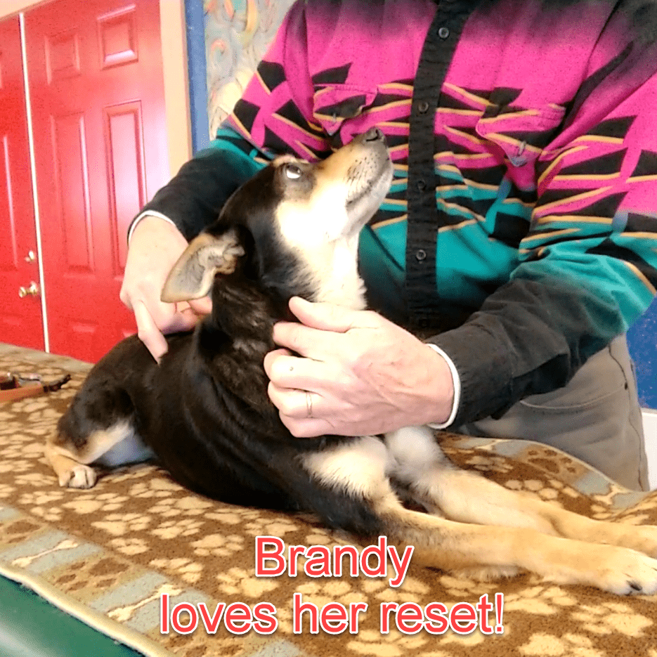 A person gently holds and reassures a relaxed dog named Brandy during a wellness session, highlighting the dog's contentment and care.