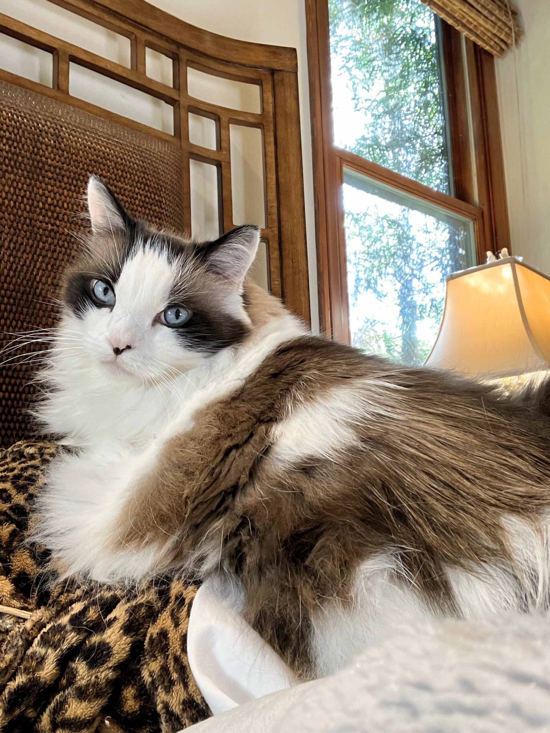 Fluffy, blue-eyed cat lounges on a leopard-print blanket by a window, exuding a relaxed, inviting ambiance in a cozy interior setting.