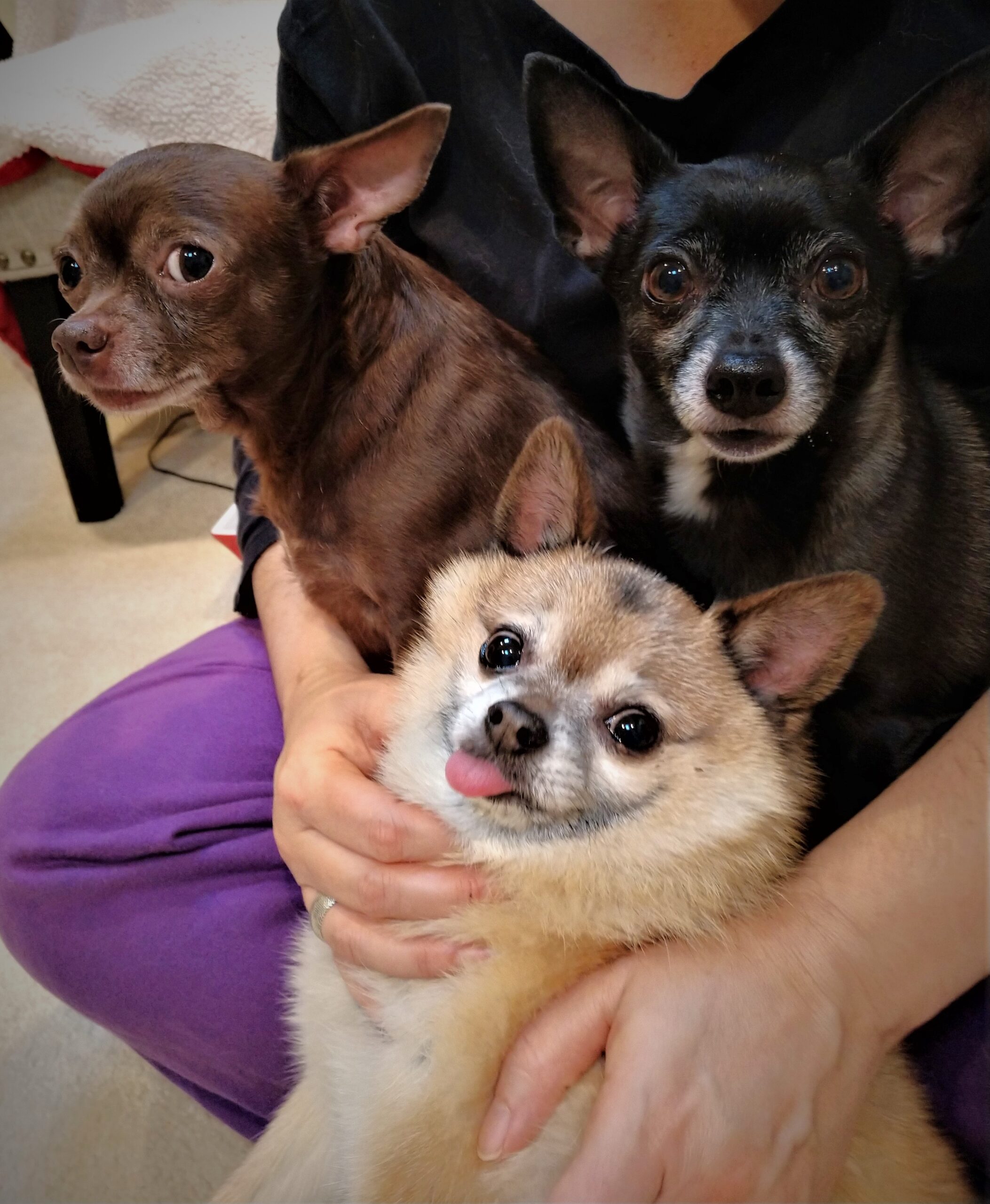 Three small dogs—two Chihuahuas and a Pomeranian—are cuddled in a person's lap, showcasing their playful expressions and companionship.