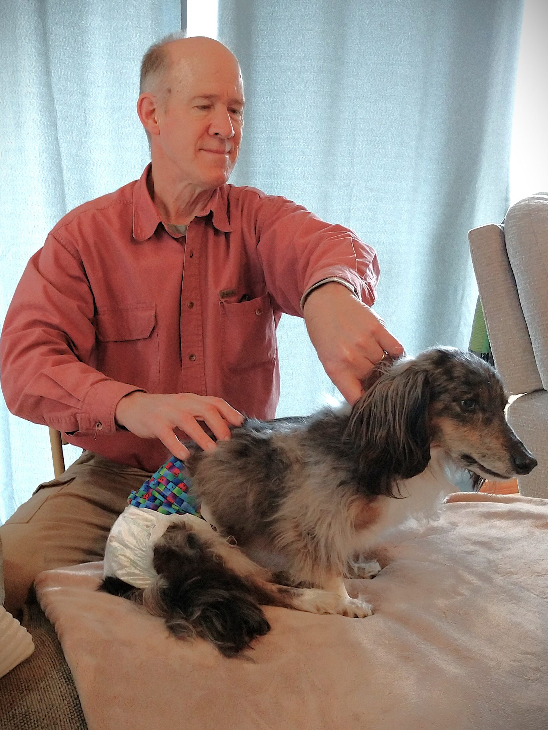 A man gently brushes the fur of a small, fluffy dog wearing a diaper, sitting on a soft surface with curtains in the background.