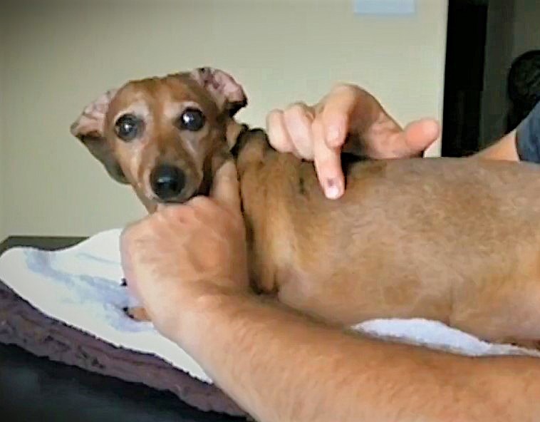 dachshund parlayzed more than once recovers