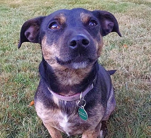 Happy black and brown dog sitting on green grass, wearing a collar with a tag, looking directly at the camera with a friendly expression.