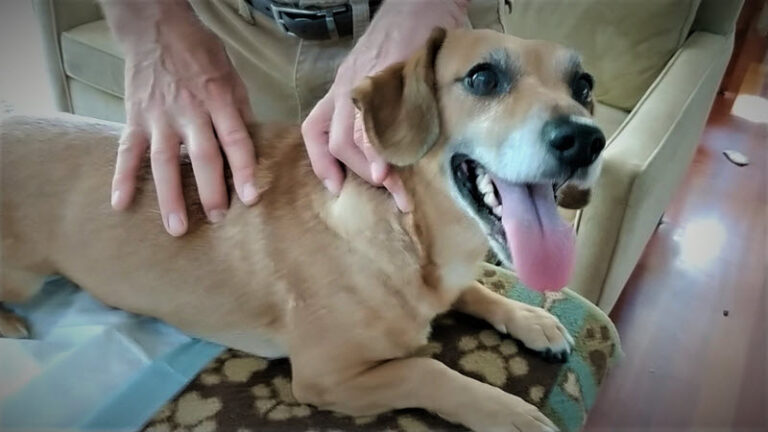 A joyful dog receives gentle massage from a person's hands, showcasing a bonding moment. The scene emphasizes pet care and comfort.
