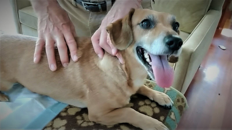 A joyful dog receives gentle massage from a person's hands, showcasing a bonding moment. The scene emphasizes pet care and comfort.