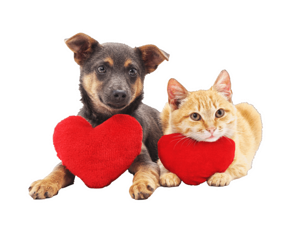 Adorable puppy and kitten cuddle together, each holding a red heart, symbolizing friendship and love between pets.