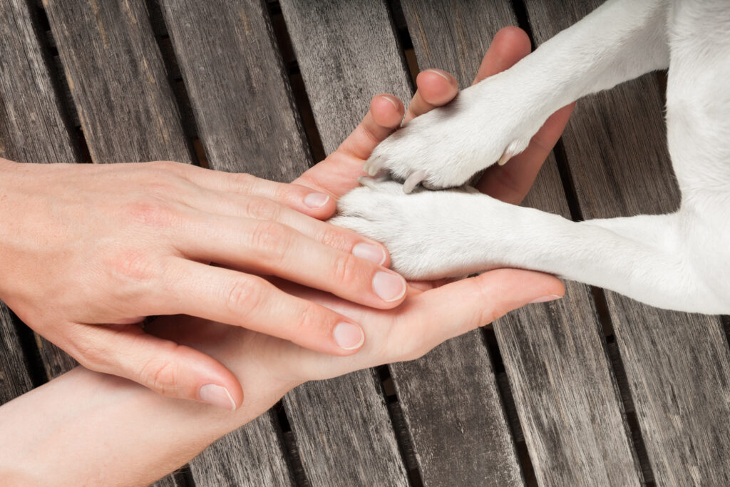 A human hand gently holds a dog's paw, symbolizing their bond. The scene is set on a wooden surface, emphasizing connection and companionship.