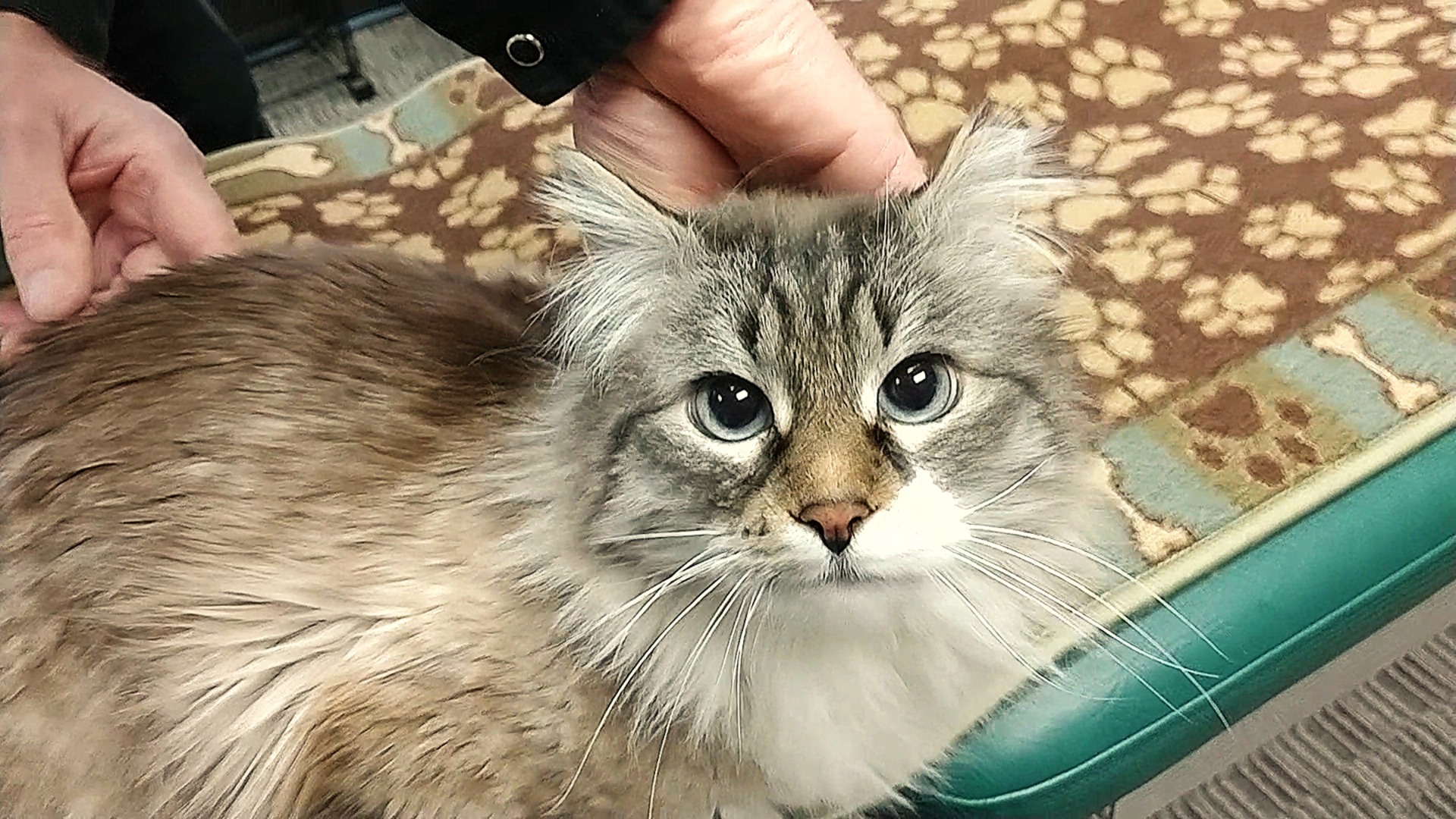 Fluffy gray cat with striking blue eyes is being petted by a hand, resting on a patterned surface. The image highlights a friendly interaction.