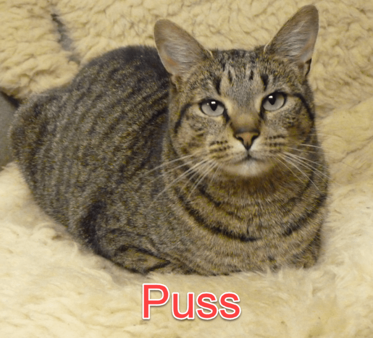 This is an old tabby cat with failing kidneys