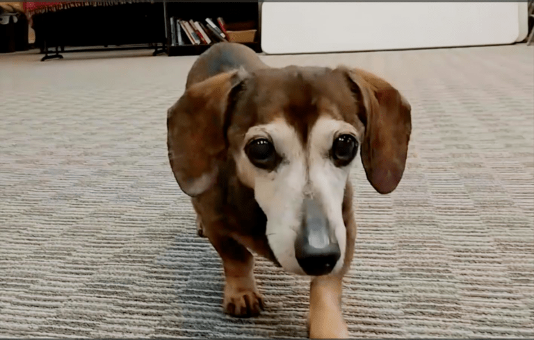 dental cleaning injury in 17 year old dachshund