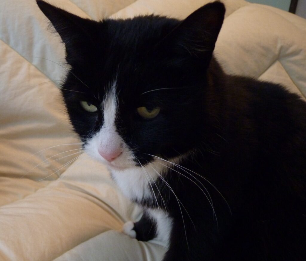 Old cat moves slowly and stiffly