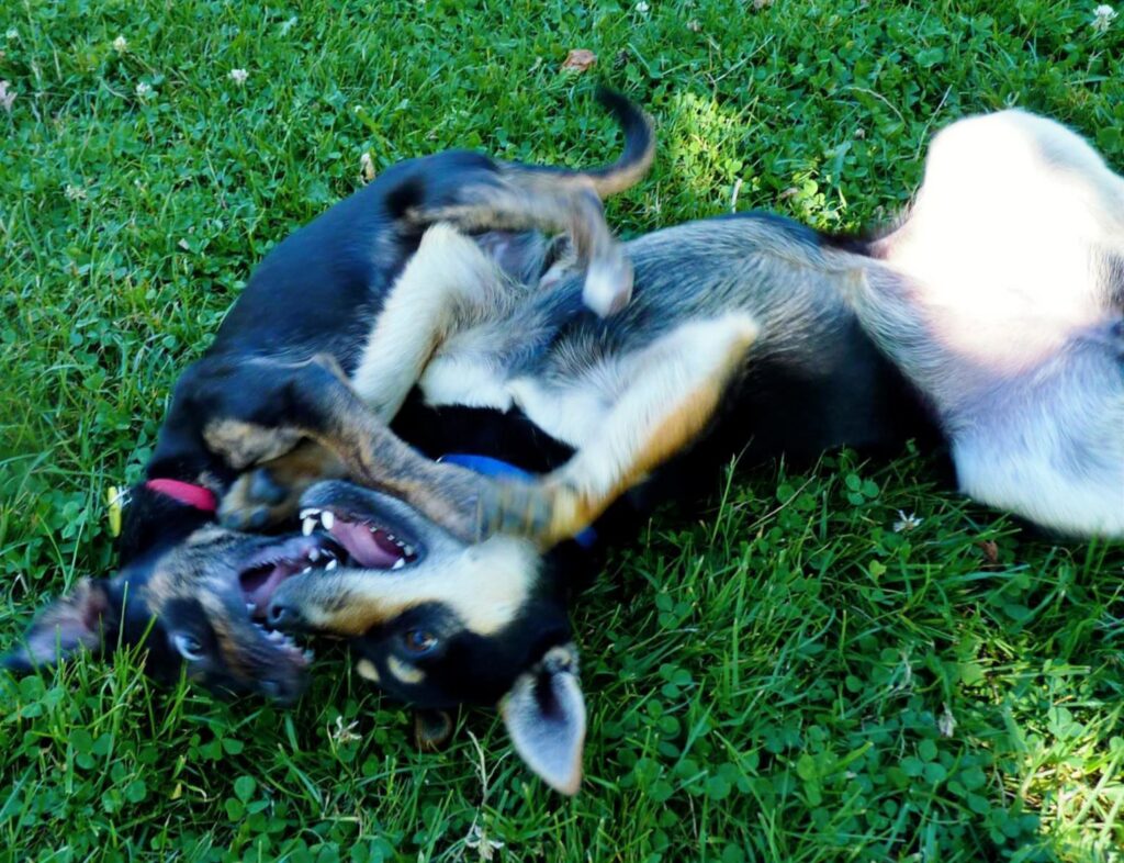 Best allergy medicine for dogs to stop scratching