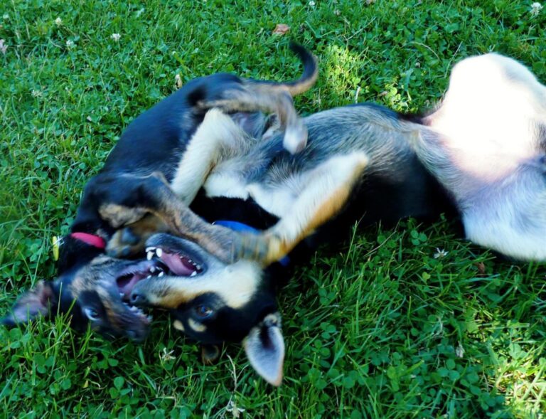 Best allergy medicine for dogs to stop scratching