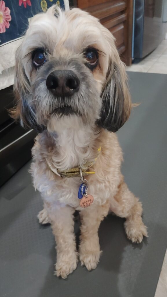 14-year-old dog with separation anxiety