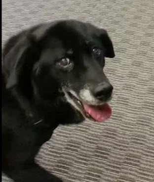 14-year-old dog with possible arthritis