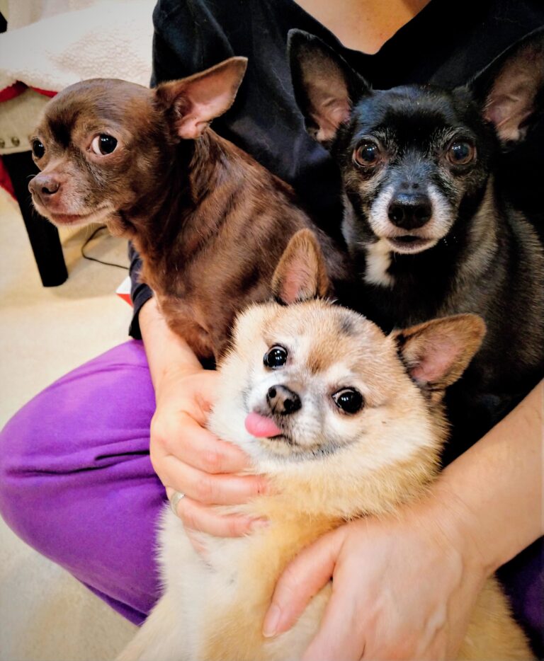 Why Is My Dog coughing?