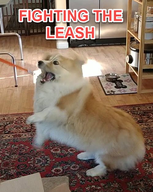 Dog won't walk on the leash