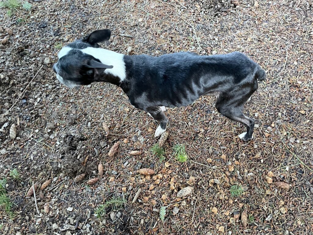 Fern is skin and bones and no one knew why