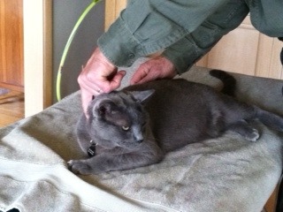A gray cat with Dr. Nels' hands touching him