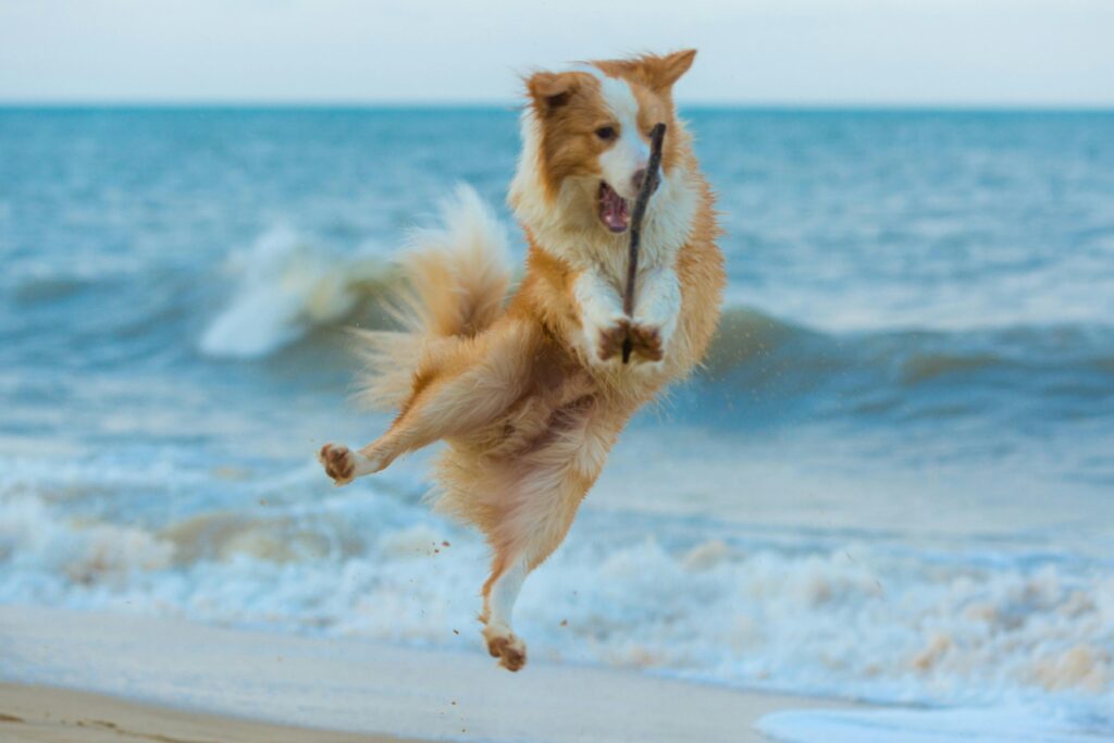 Crazy jumping dog grabbing a stick with his paws