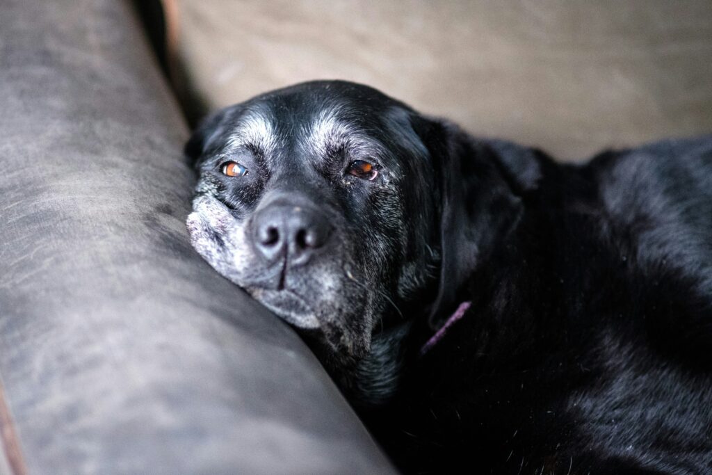Old dog on couch