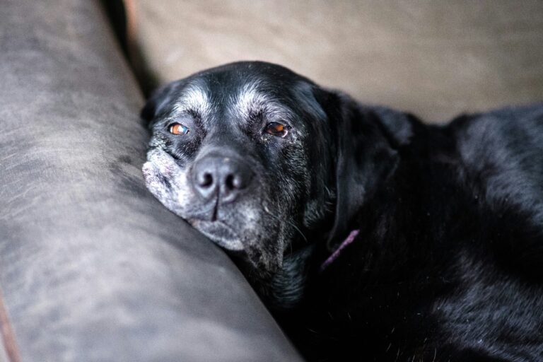 Old dog on couch