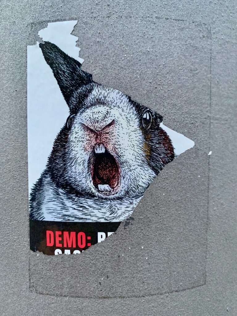 Angry rabbit
