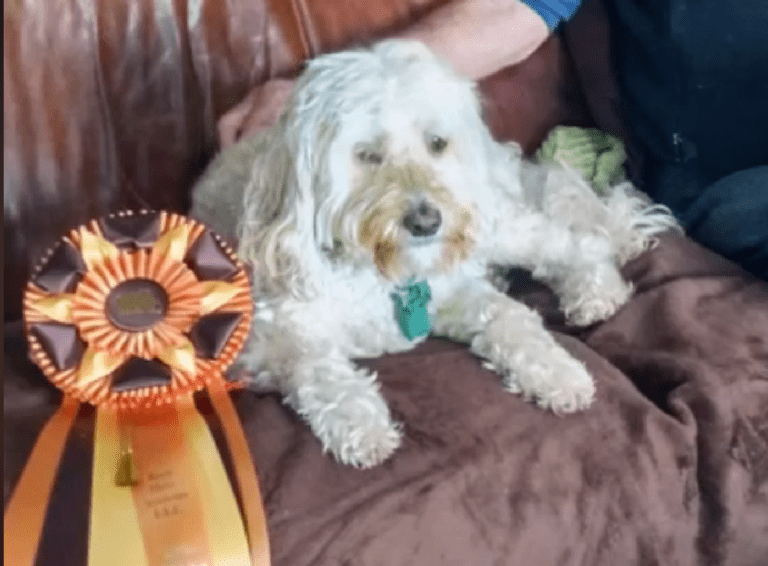 Dog that limped for a year is back to winning the "Barn Hunt."